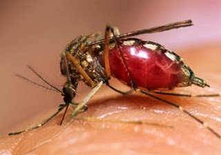 Cipesa llama sectores a integrarse acciones contra el dengue