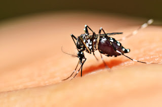 Consejos para  prevenir  el dengue