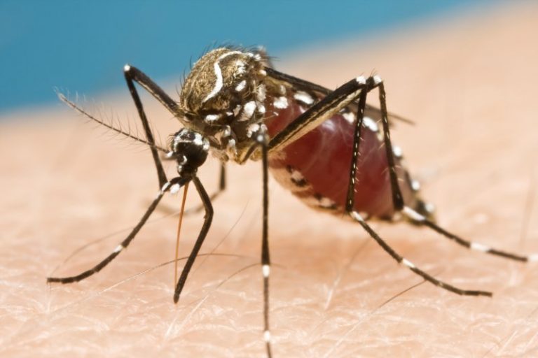 Mueren dos menores por dengue en el Cibao
